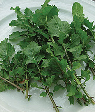 Arugula