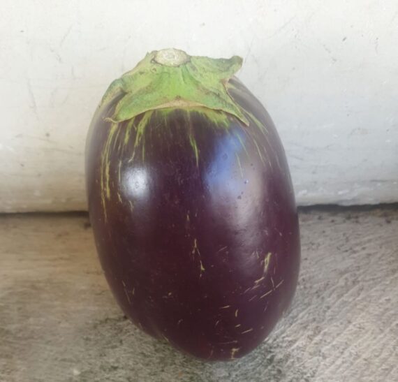 Egg Plant