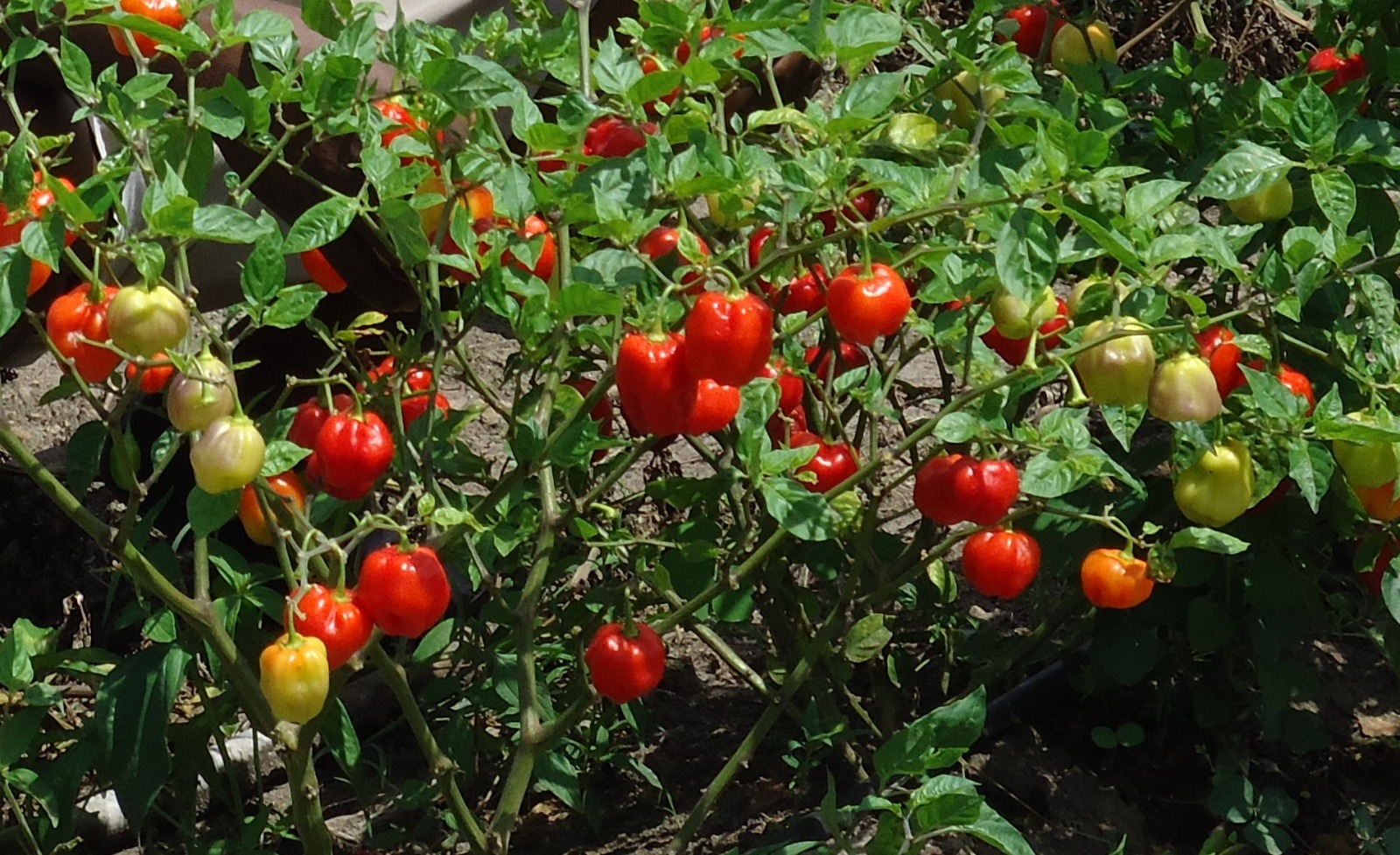 Seasoning Peppers