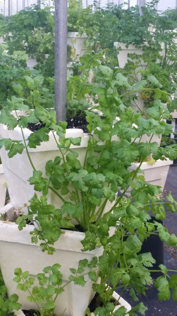 cilantro