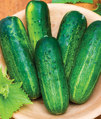 cucumber