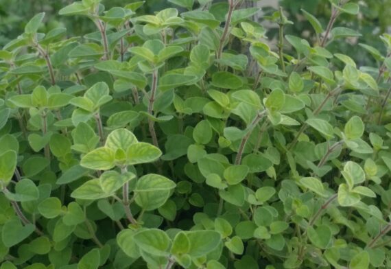 oregano