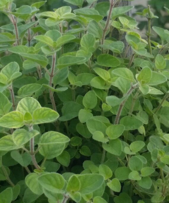 oregano