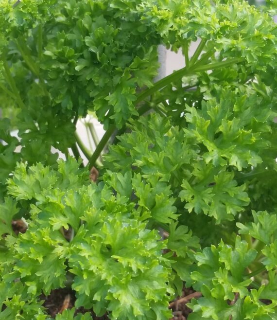 curly leaf parsley