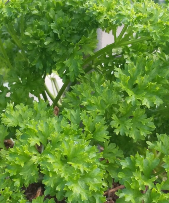 curly leaf parsley