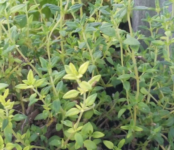 Thyme