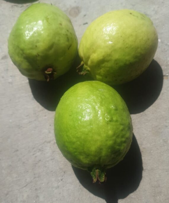 Guava