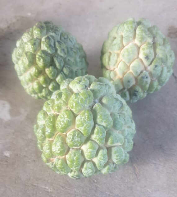 Sugar Apple