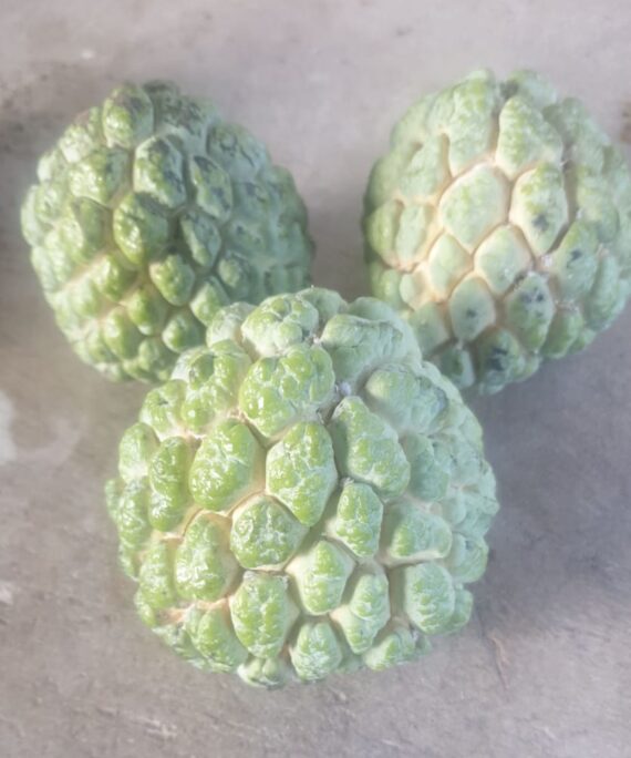 Sugar Apple